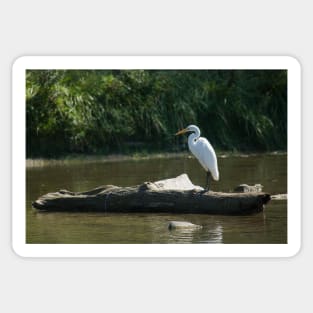 Great White Egret Sticker